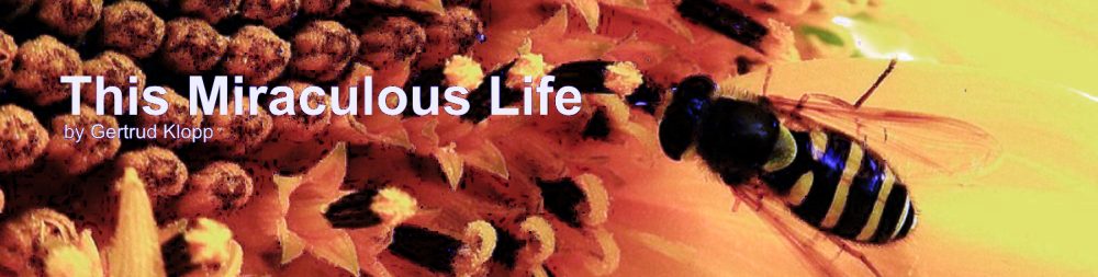 This Miraculous Life